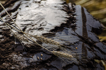 Magic of Soil and Wheat