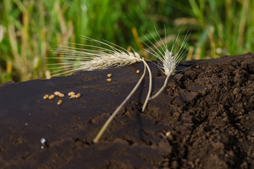 Magic of Soil and Wheat