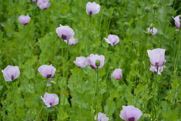 Obraz na płótnie Canvas Field of blooming purple poppies, nature, landscape, texture, background, wallpaper