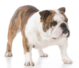 Fototapeta premium male english bulldog