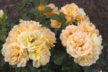 Yellow Roses on Bush-Thornden Park