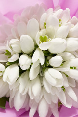 snowdrops(galanthus)flowers