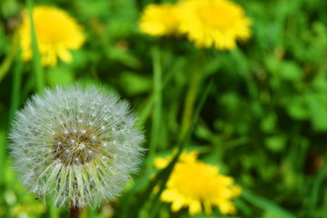 Dandelion wind blows flower