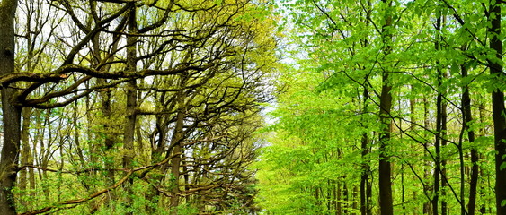 Obraz premium Old trees vs young trees