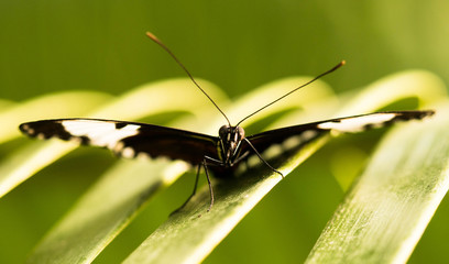 an emperor swallowtail butterfly perched on a leaf and ready for take off