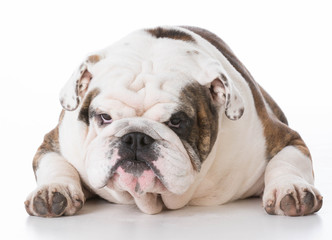 Fototapeta premium dog with funny expression