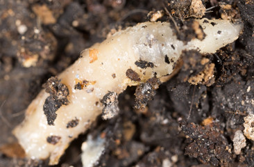 White grubs in nature. macro