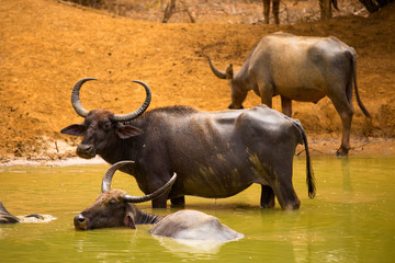 Buffalo hides in water reservoir from heat