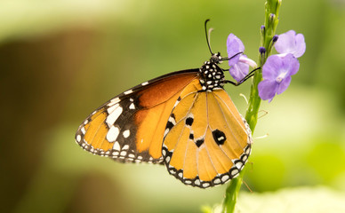 African monarch butterfly drinking nectar from a purple flower