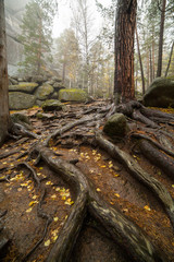 Natural landscape with tree with big roots in a forest