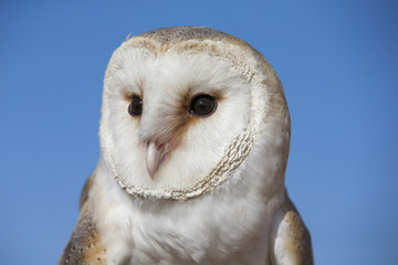 Barn owl on a glove in a desert near Dubai