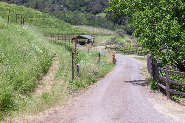 Winding Gravel Summer Road