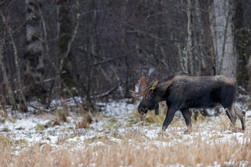 Young moose bull in the wilderness of Alaska