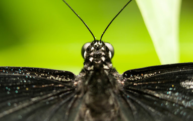 Naklejka premium blue swallowtail butterfly