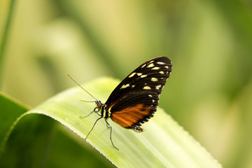 orange butterfly with yellow and black wings on a leaf