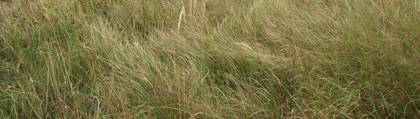 Banner for the site, natural grass.