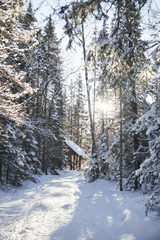 Sunny snowy forest. Ural, Zyuratkul