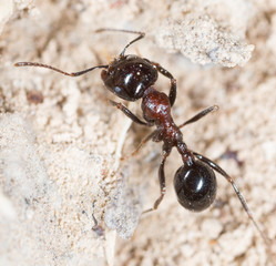 ant in nature. macro