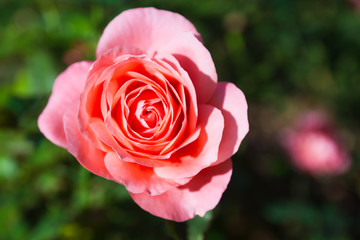 Lovely flower blooming among green lush leaves