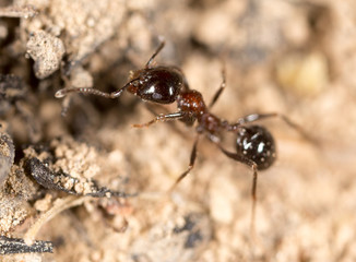 ant in nature. macro