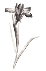 Ink illustration of flower, blooming iris. Sumi-e, u-sin, gohua painting stile. Silhouette made up of brush strokes isolated on white background.