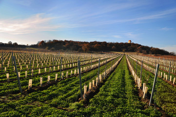 Fototapeta na wymiar Anbau eines neuen Weingartens mit jungen Rebstöcken