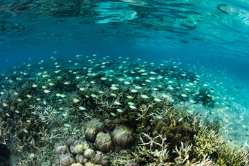 Damselfish and Shallow Corals in Komodo National Park