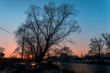 old tree against the background of the sky and the winter sunset sun.