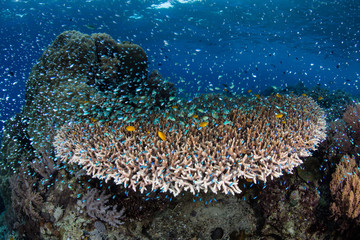 Naklejka na ściany i meble Juvenile Damselfish and Corals in Komodo