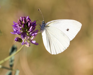 white butterfly on a blue flower