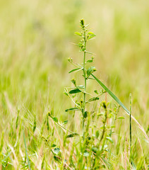 green camel-thorn in a park on the nature
