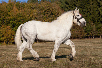 Portrait of nice percheron horse