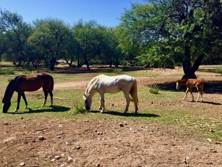 Wild horses with pony