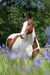 Fototapeta premium Portrait of nice paint horse in blooming meadow