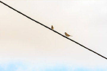 Two sparrows