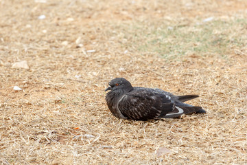 One gray dove