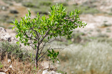 Beautiful little tree growing in the grass