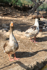 Big gray goose with orange beak