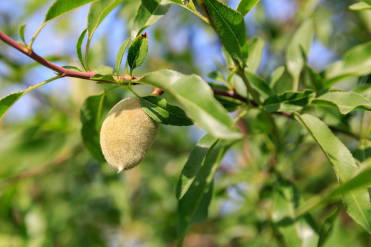 One green fluffy ripe almond