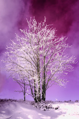 Winter Landscape Tree