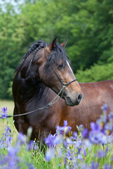 Portrait of nice welsh pony in blooming meadow