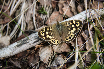butterfly
