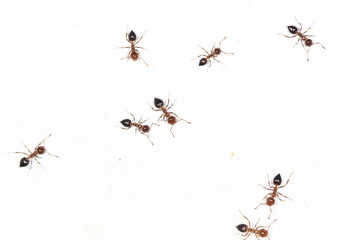 ants on a white wall