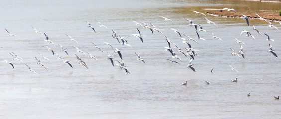 flock of gulls on the river