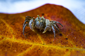 mini crab