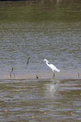 Aigrette neigeuse dans les eaux du fleuve Kourou en Guyane française