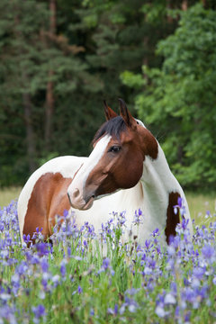 Portrait of nice paint horse in blooming meadow
