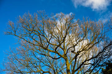 Tree branches without leaves against blue sky at sunny autumn day