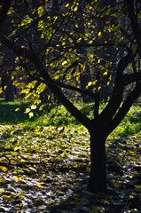 Tree in a shade on a sunny autumn day