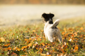 Fototapeta na wymiar Dog puppy in autumnal winter from behind - 13 weeks old - jack russell terrier 